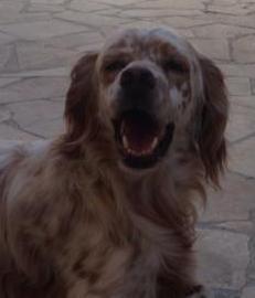 «Odio i cani», uccide un setter inglese a colpi di pistola 