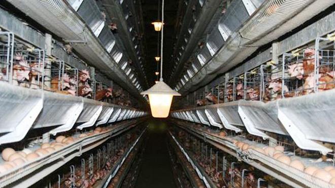Gabbie larghe, 30mila galline “in fuga”