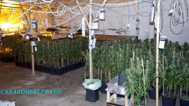Fabbrica trasformata in una piantagione di marijuana