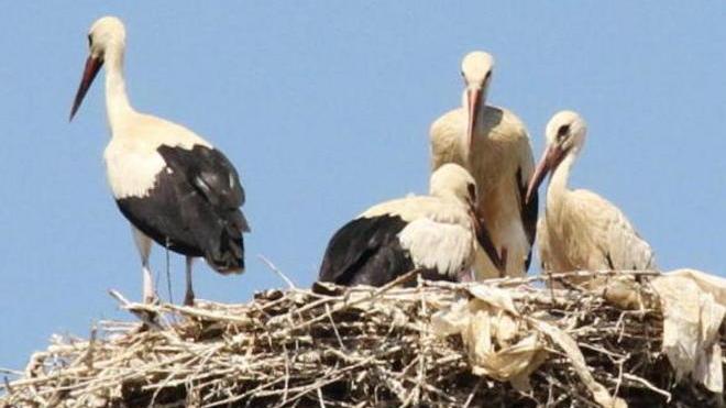 Ora si possono rimuovere i nidi di gabbiano, dal Wwf istruzioni e un appello ai cittadini