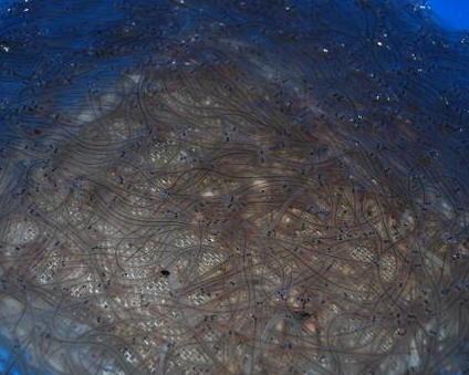Pesca abusiva di “cee”, denunciato 54enne livornese 