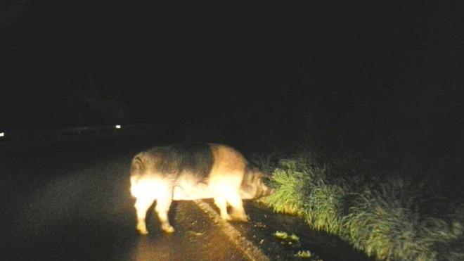 Il maiale passeggia e le auto lo schivano