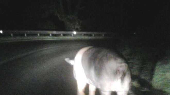 Le auto si trovano davanti e schivano il maxi maiale
