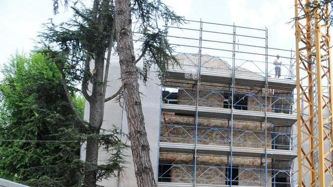 Si abbattono tre alberi storici c’è il via libera delle Belle Arti