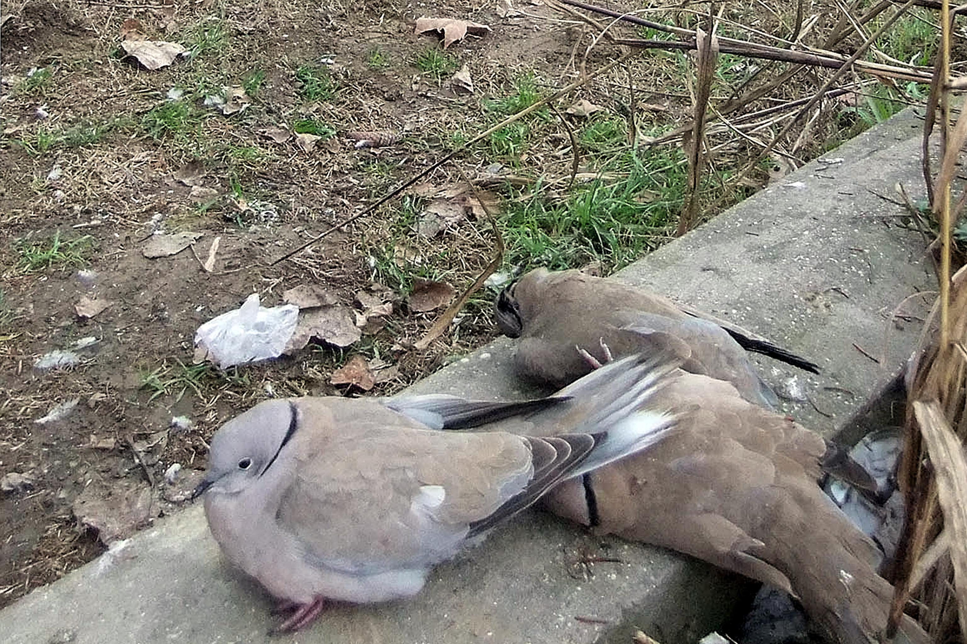 Animali avvelenati, mistero a Comeana 