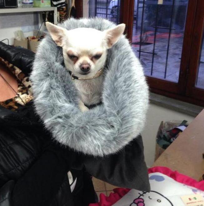 Da tappezziere disoccupato a designer per cani e gatti 