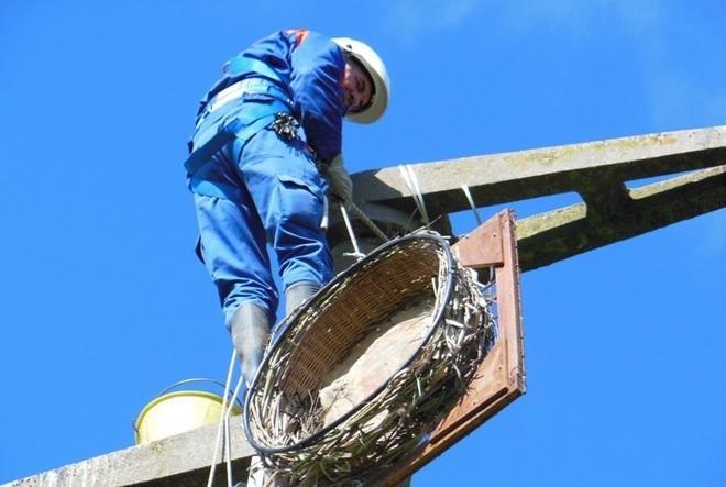 Una piattaforma nido per le cicogne del padule