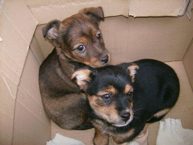 La polizia nautica salva due cuccioli da un canale di scolo del porto 
