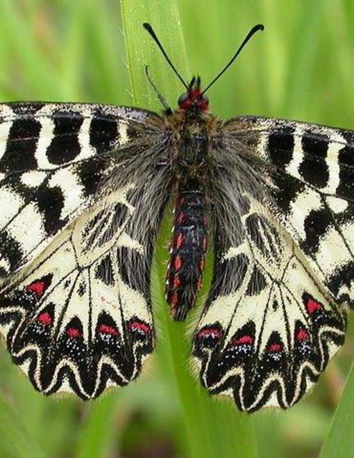 Farfalle, si cercano nuove specie 