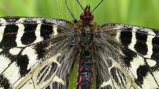 Farfalle, si cercano nuove specie