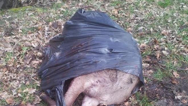Uccide un cervo senza autorizzazione e poi cerca di nasconderlo