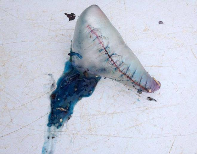 Spiaggiata a Calalunga la “caravella portoghese” dai tentacoli urticanti 