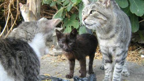 Sorso difende i suoi gatti, nascono due colonie feline 