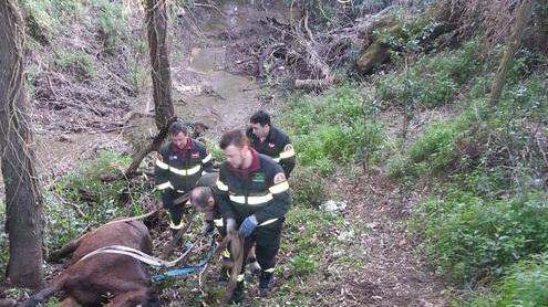 Cavallo precipita in un burrone lo salvano i pompieri