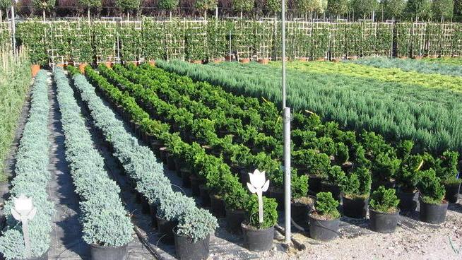Vivaismo, ecco i primi sintomi per la ripresa del settore