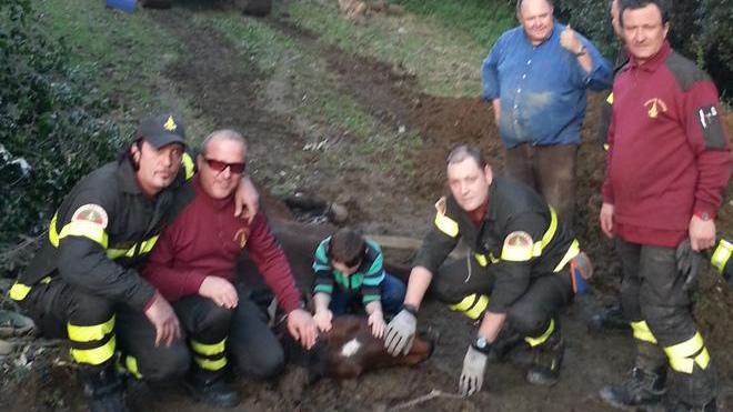 Cavallo precipita in un burrone lo salvano i pompieri
