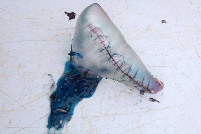 “Medusa assassina” sulla costa di Carloforte 