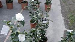 Mostra delle camelie al via dal 15 marzo