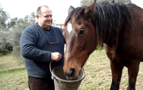 La cavalla Dora torna a correre nel suo recinto 