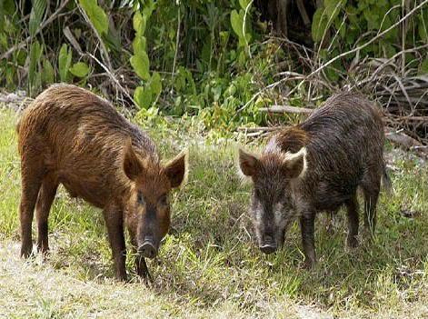 L’Enpa si rivolge in procura 