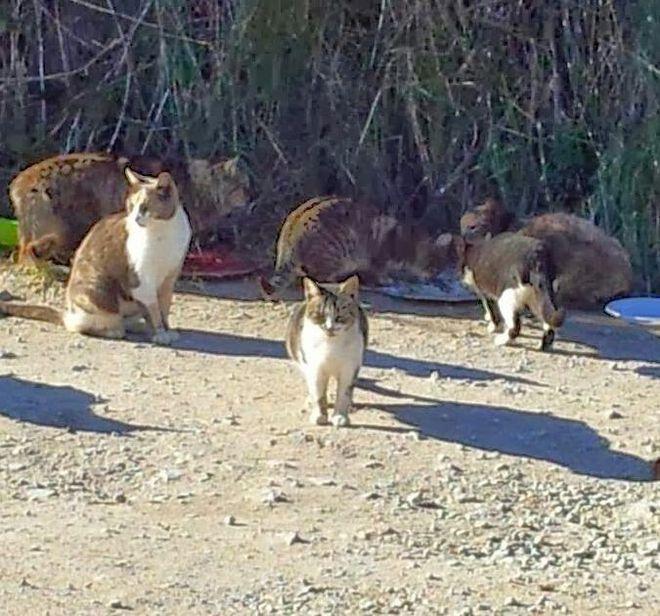 Misteriosa morìa di gatti a Orbetello: denuncia e appello