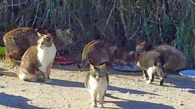 Misteriosa morìa di gatti a Orbetello: denuncia e appello