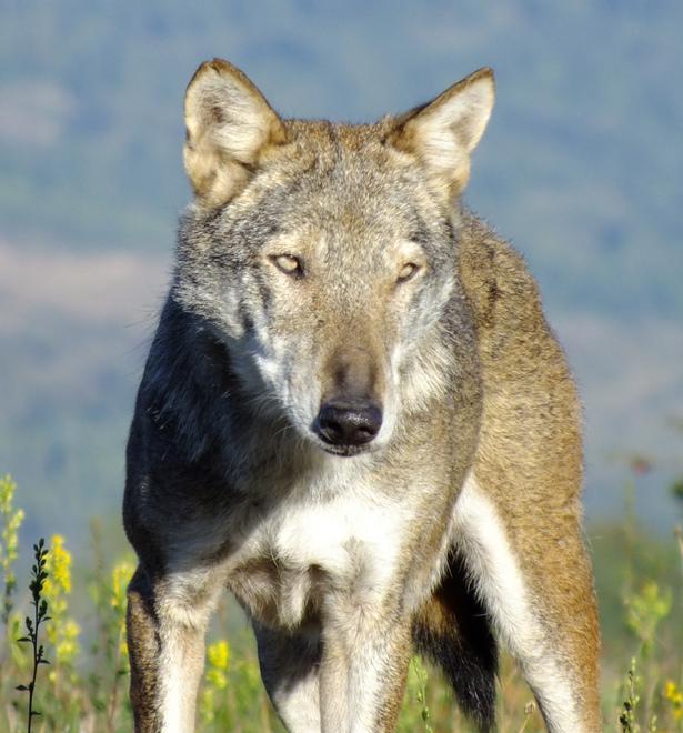 Due veterinari “detective” per l’identikit di lupi e cani