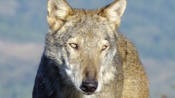 Due veterinari “detective” per l’identikit di lupi e cani