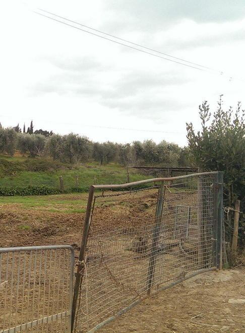 Predatori di greggi alle porte di Grosseto 