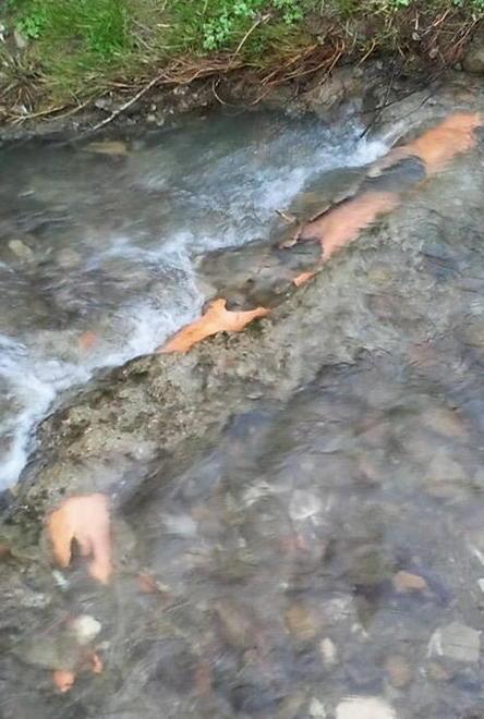 Si rompe un tubo e i liquami finiscono nel rio Sanetta