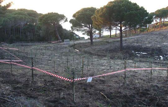 Sequestrato un oliveto abusivo di 5500 metri quadrati 
