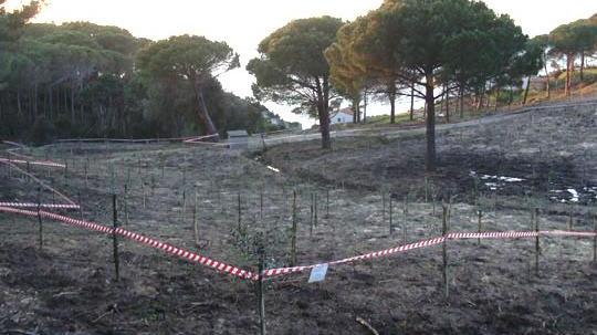 Sequestrato un oliveto abusivo di 5500 metri quadrati