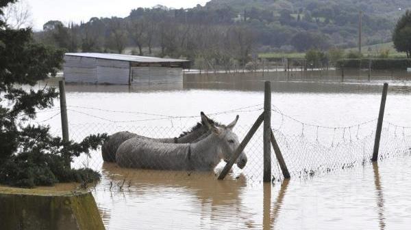 Alluvione del 2012, anticipo indennizzi per 673 aziende maremmane