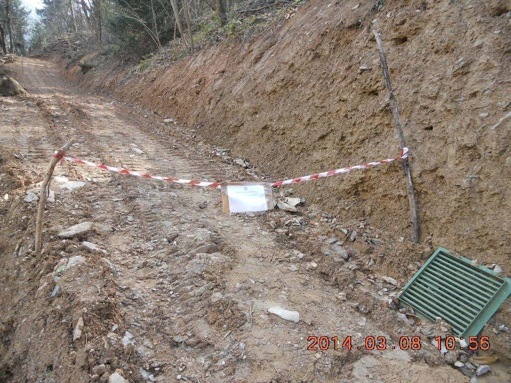 Abbatte trenta alberi per costruirsi una strada abusiva 