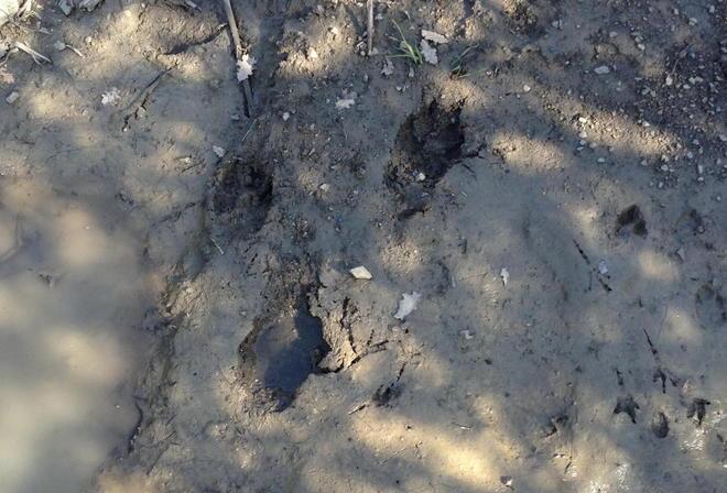 I predatori all’assalto anche a Valpiana 