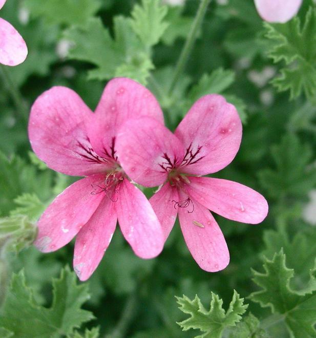 Verdescambio, baratto di piante e fiori