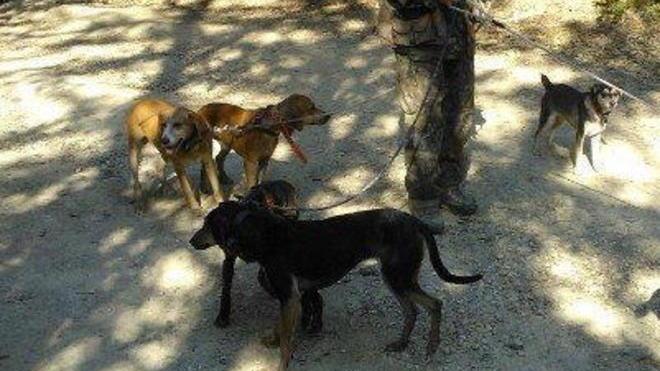 La zuffa tra cani finisce in una lite tra padroni e spunta una pistola