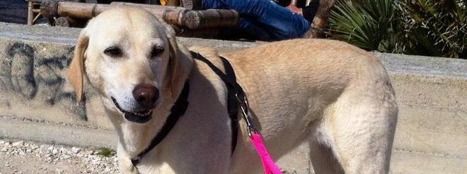 Femmina labrador cerca famiglia