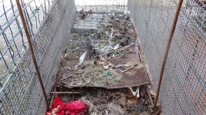 Denunciato bracconiere, cacciava specie protette con una gabbia-trappola
