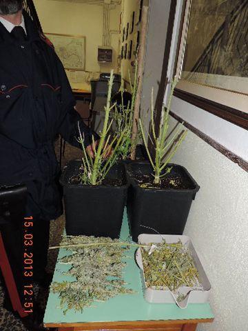 Marijuana in un casolare a Guasticce
