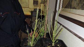 Marijuana in un casolare a Guasticce