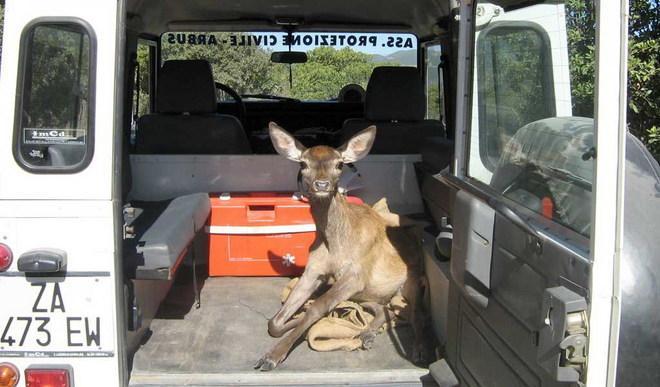 Gps, analisi del sangue, documentari: il cervo sardo torna nei boschi 