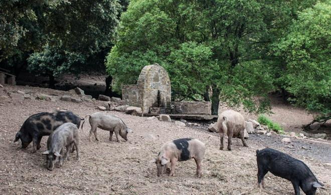 Blitz dei Nas a Villacidro: maiali al pascolo brado e impianti fuorilegge 