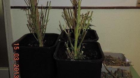 Scovata piantagione di marijuana