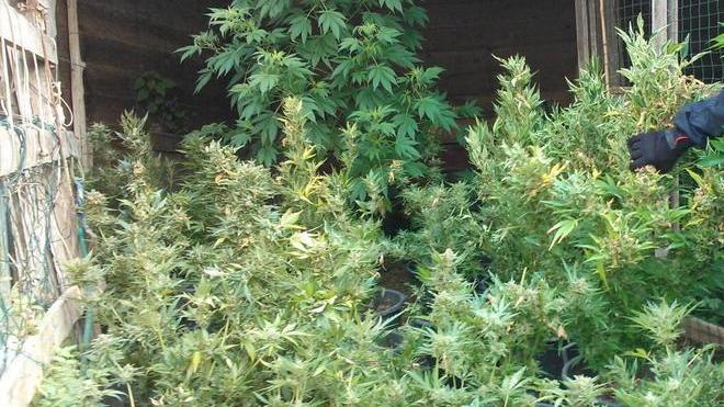 Arrestato cuoco-giardiniere, coltivava marijuana in garage