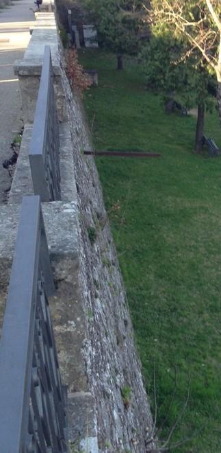 Cinghialino giù dal muro alto 10 metri 
