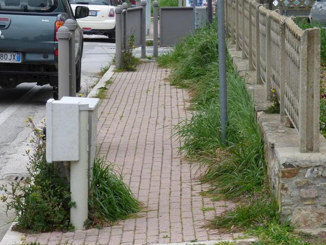L’erba degli orbetellani è sempre più... alta 