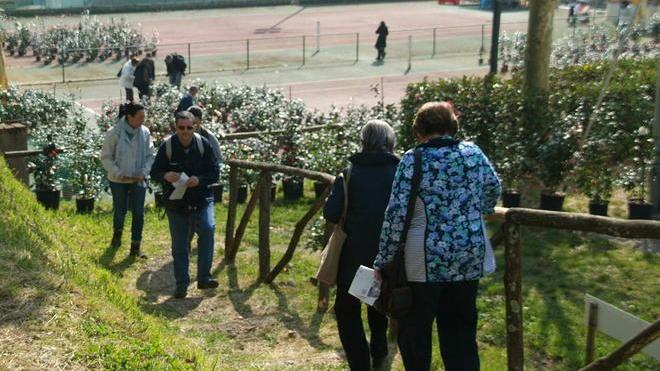 A piedi a vedere le belle camelie