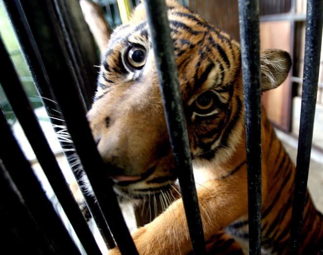 Niente più circhi a Campo con gli animali protetti 