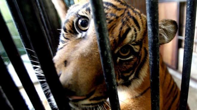 Niente più circhi a Campo con gli animali protetti